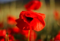 APS-C. Yashica ML 1.7/50 Mohn Tropfen Gegenlicht Abendsonne