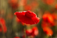 Mohnblüte mit Regentropfen im Gegenlicht, APS-C. Yashica ML f/1.7 50 Mohn Regentropfen Abendsonne Gegenlicht