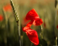 APS-C. Yashica ML 1.7/50 Mohn Weizen