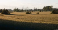 Das gesamte Foto.  Die Farbsäume wurden mir rawtherapee herausgerechnet.  Die Mohnfelder habe ich mittels Ebenentechnik wiederhergestellt. Yashica ML 1.7 50 Landschaft Feld Bäume