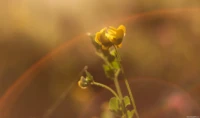 Starkes Lensflare im tiefen Abendlicht, APS-C. Yashica ML f/1.7 50mm Blume Lensflare