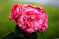 APS-C. Yashica ML 1.7 50mm Rose Rosen
