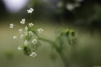 Kerbel, APS-C. Yashica ML 1.7/50 Kerbel Bokeh