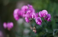 Wicken, APS-C. Yashica ML f/1.7 50mm lila Wicken Wicke