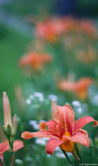 APS-C. Yashica ML 1.7 50mm  Feuerlilien Orange Blüte