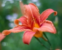 APS-C. Yashica ML 1.7/50 Orange Blüte Feuerlilie