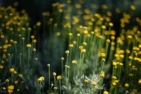 Blumen, Vollformat. Yashica ML 1.7/50 Blüten Bokeh