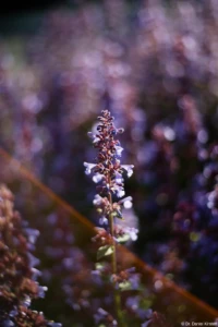 Vollformat. Yashica ML f/1.7 50mm Bokeh Lensflare Blume