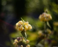 Vollformat. Yashica ML 1.7/50 Taubnessel Blüte