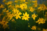 Vollformat. Yashica ML f/1.7 50mm Gelbe Blüten