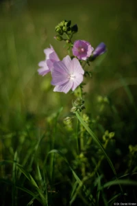 Moschus-Malve in der Abendsonne auf den Elbwiesen in Dresden-Johannstadt, Vollformat. Yashica ML 1.7/50 Abendsonne Bokeh Moschus-Malve