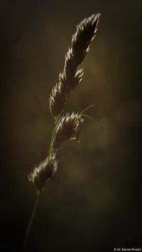 Der gleiche Grashüpfer, Vollformat, leicht abgeblendet. Yashica ML 1.7 50mm Grashüfer Gegenlicht