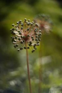 Vollformat. Yashica ML 1.7/50 Dolde