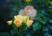 Vollformat. Yashica ML 1.7/50 Gelbe Rosen