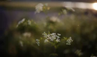 Kerbel, Vollformat. Yashica ML f/1.7 50mm Kerbel Bokeh