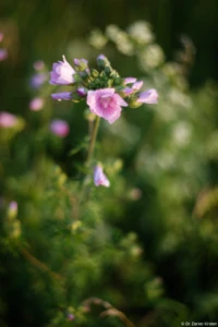 Moschus-Malve, Vollformat. Yashica ML 1.7/50 Malve Blüte Bokeh