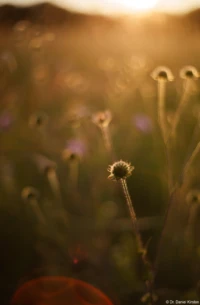 Blumen im abendlichen Gegenlicht, Vollformat. Yashica ML f/1.7 50 Gegenlicht Abendsonne