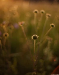 Blumen im abendlichen Gegenlicht, Vollformat. Yashica ML 1.7/50 Gegenlicht Abendlicht
