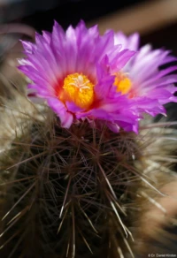 Kaktusblüte, Vollformat. Yashica ML f/1.7 50mm Thelocactus Bicolor