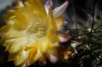 Kaktusblüte, Vollformat, Zwischenring(?). Yashica ML 1.7/50 Neochilenia Chilensis