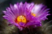 Kaktusblüte, Vollformat, Zwischenring(?). Yashica ML f/1.7 50mm Thelocactus bicolor