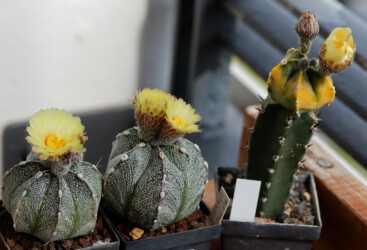 Ast 346, Ast 561 und Ast 585 ermöglichten Bestäubungen nach Weg 3, 07/24. kikko hybrid Astrophytum coahuilense niveum hanazono senile Fotograf multihybrid