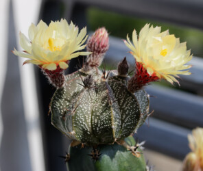 Ast 565: (MYRxCAP) x (COAxAST) variegat ornatum asterias hybrid caput medusae onzuka senile Astrophytum