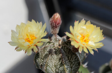 Ast 565: (MYRxCAP) x (COAxAST) capricorne Astrophytum super kabuto kikko hybrid coahuilense niveum hanazono senile Fotograf ornatum