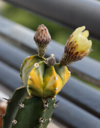 Astrophytum myriostigma x capas F2
