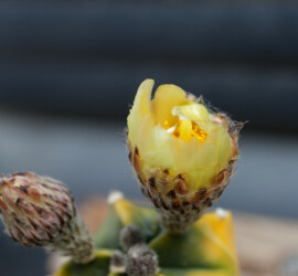 variegat ornatum asterias hybrid caput medusae onzuka senile Astrophytum