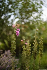 Fingerhut, f/1.4, Vollformat. Pentax Asahi Super-Takumar 50mm f/1.4 Fingerhut Bokeh