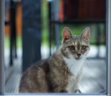 Katze durch eine Fensterscheibe, f/1.4, APS-C. Pentax Asahi Super-Takumar 1.4/50 Katze Fensterscheibe Mietz