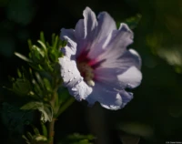 Malve, f/2.0, APS-C. Helios-44 f/2.0 58mm Malve Regentropfen