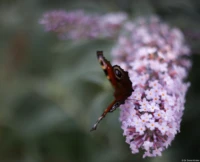 Tagpfauenauge, f/2.0, APS-C. Helios-44-2 Aglais io Tagpfauenauge