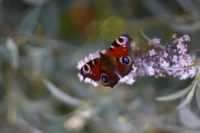 Tagpfauenauge, f/2.0, APS-C. Helios-44 58mm Tagpfauenauge Schmetterling