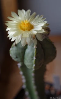 Eines meiner selbst gekreuzten Astrophyten, Vollformat, f/4, Zwischenring. Carl Zeiss Jena Tessar f/2.8 50mm Astrophytum Kaktus Blüte