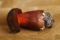 Flockenstieliger Hexenpilz (roh giftig!), Vollformat, Zwischenring, f/4, indirekter Aufsteckblitz. Carl Zeiss Jena Tessar f/2.8 50mm Flockenstieliger Hexen-Röhrling Pilz Blitz