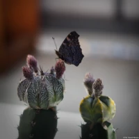 Der Schmetterling scheint das Aufblühen der Knospen zu erwarten, Vollformat, f/2. Yashica DSB 2/55 Schmetterling Kakteen Astrophytum
