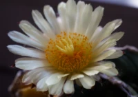 Vollformat, Zwischenring, f/4(?). Carl Zeiss Jena Tessar f/2.8 50mm Astrophytum hybrid variegat Blüte