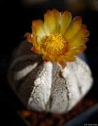 Astrophytum coahuilense SB 1474 x asterias cv. super kabuto, ein sehr schöner Hybrid, Vollformat, Zwischenring, f/2.8. Carl Zeiss Jena Tessar 2.8/50 Astrophytum coahuilense SB 1474 x asterias cv. super kabuto
