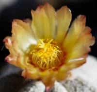 Vollformat, Zwischenring, f/2.8. Carl Zeiss Jena Tessar 2.8/50 Astrophytum dicht beflockt
