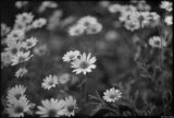 Blumen im Berliner Süden mit einer sehr detailreichen Zeichnung in der Bildmitte. Pentax Asahi Super-Takumar 1.4/50 f/1.4 Ilford Delta 100 Blumen Kleine Margeriten