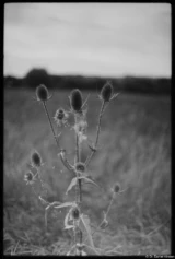 Disteln bei Gohlis. Pentax Asahi Super-Takumar 1.4/50 f/1.4 Ilford Delta 100 Distel