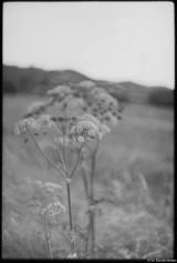 Schafgarbe. Pentax Asahi Super-Takumar 1.4/50 Schafgarbe