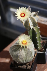 Vorn Ast 410 (MYRxAST), hinten Ast 576 (COAxCAP). Astrophytum myriostigma asterias coahuilense capricorne