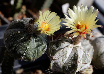 Astrophytum Bestäubung myriostigma koh-yo