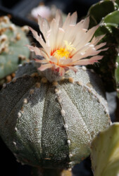 Ast 488: A. coahuilense x asterias cv. star shape hybrid capricorne crassispinum variegat hakuun senile myriostigma fukuryu Dresden