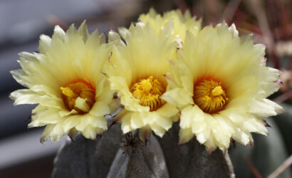kitsoku hakuun caput medusae Astrophytum variegat senile niveum myriostigma