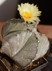 coahuilense super kabuto kitsoku Fotograf ornatum variegat Astrophytum crassispinum