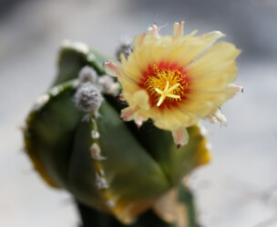 Ast 522, MYR x (COA x CAP) hanazono senile ornatum hybrid niveum Fotograf Dresden fukuryu